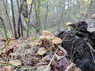 Опята (Armillaria) - bykgeniy