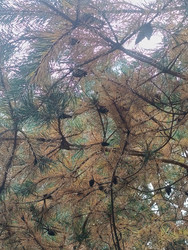 Сосна обыкновенная (Pinus sylvestris) с признаками усыхания — пожелтевшая и побуревшая хвоя на ветвях, черные шишки, вид снизу вверх сквозь крону, грибковое заболевание или поражение вредителями - Mihail_direct
