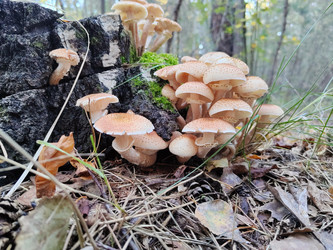 Опенок осенний, лат. Armillaria) - bykgeniy