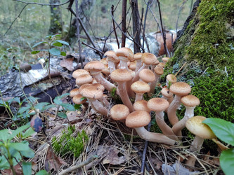 Скопление грибов, которые внешне очень похожи на осенние опята (Armillaria) - bykgeniy