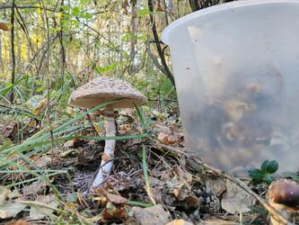 Гриб-зонтик пестрый (Macrolepiota procera) - bykgeniy