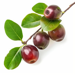 Camu camu berries growing on branch with green leaves - yliv