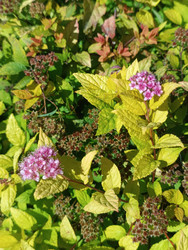 Спирея японская (Spiraea japonica) с розово-пурпурными цветами и желто-зеленой листвой — декоративный кустарник с засохшими семенными головками, макросъемка - Mihail_direct
