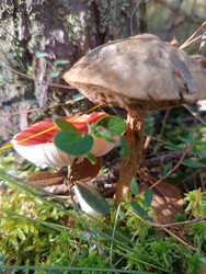 Лесные грибы (подберезовик Leccinum и сыроежка Russula) во мху — крупный гриб с коричневой шляпкой и толстой ножкой рядом с грибом с ярко-красной шляпкой на лесной подстилке среди зеленого мха, сухой хвои и коры дерева, макросъемка - Mihail_direct