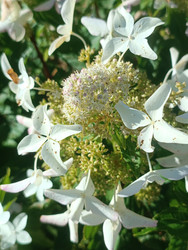 Гортензия кружевная (Hydrangea macrophylla f. Normalis или Hydrangea serrata) — белые стерильные цветки звездообразной формы по краям и мелкие желтовато-зеленые фертильные цветки в центре, характерная двухъярусная структура соцветия lacecap, макросъемка - Mihail_direct