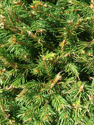Ветви обыкновенной ели (Picea abies) с молодыми коричневыми шишками и свежей светло-зеленой хвоей — декоративное хвойное дерево, макросъемка весеннего прироста - Mihail_direct