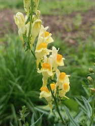 Льнянка обыкновенная (Linaria vulgaris) — желтые двугубые цветки с ярко-оранжево-желтым зевом в кистевидном соцветии на стебле с узкими линейными листьями, дикорастущее лекарственное растение семейства Подорожниковые - Mihail_direct