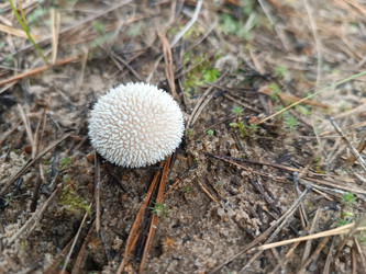Дождевик (Lycoperdon perlatum или другой вид) — шаровидный белый гриб с характерной шиповатой (бородавчатой) поверхностью, растущий на песчаной почве среди сосновой хвои и веточек — макросъемка молодого гриба - Mihail_direct