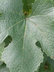Макросъемка листа винограда (Vitis vinifera) — детальная текстура, сеть жилок и форма лопастного листа с зубчатыми краями и естественными повреждениями от насекомых, фон и текстура природы - Mihail_direct