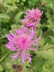 Василек шероховатый (Centaurea scabiosa) или василек луговой (Centaurea jacea) — розово-пурпурные цветки с характерными тонкими нитевидными (бахромчатыми) лепестками, собранными в корзинки, дикорастущее растение семейства Астровые, макросъемка - Mihail_direct