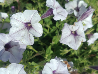 Петуния (Petunia) — светло-лавандовые воронковидные цветки с темно-фиолетовым зевом и характерными темными прожилками, расходящимися от центра, садовое декоративное растение, макросъемка - Mihail_direct