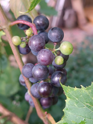 Гроздь винограда (Vitis vinifera) в процессе созревания — темно-фиолетовые ягоды с характерным восковым налетом и зеленые незрелые ягоды на красноватом гребне, виноградный лист с зубчатыми краями, макросъемка - Mihail_direct