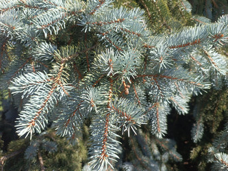 Ветви голубой ели (Picea pungens, ель колючая) с серебристо-голубой хвоей — декоративное хвойное дерево, макросъемка хвои на солнце, ландшафтный дизайн - Mihail_direct