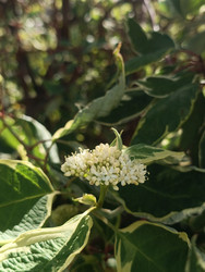 Дерен белый пестролистный (Cornus alba 'Variegata' или 'Elegantissima') — декоративный кустарник с бело-кремовыми щитковидными соцветиями и вариегатными листьями (зелеными с бело-желтой каймой), макросъемка - Mihail_direct