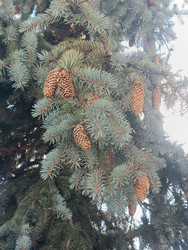 Ветви голубой ели (Picea pungens) с множеством зрелых шишек — декоративное хвойное дерево, макросъемка ветвей с шишками на фоне неба - Mihail_direct