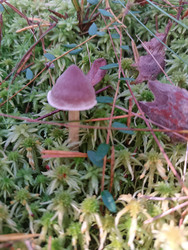 Мелкий гриб с конической фиолетово-розовой шляпкой (вероятно, мицена Mycena) на тонкой светлой ножке, растущий в зеленом мху (сфагнуме) с опавшими листьями и хвоей — макросъемка лесного гриба - Mihail_direct