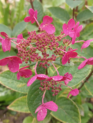 Гортензия (Hydrangea) с ярко-розовыми цветками и каплями дождя на лепестках и листьях — плоские щитковидные соцветия садового декоративного кустарника после дождя, макросъемка - Mihail_direct