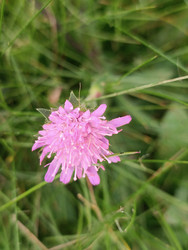 Розовый полевой цветок (кукушкин цвет Lychnis flos-cuculi или смолевка Silene) с характерными бахромчатыми лепестками, растущий среди зеленой травы — макросъемка дикорастущего растения семейства Гвоздичные - Mihail_direct
