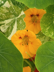 Настурция (Tropaeolum) с вариегатными листьями — ярко-оранжевые цветы среди круглых листьев с белыми/кремовыми пятнами (пестрая окраска), макросъемка садового растения - Mihail_direct