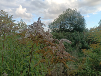 Золотарник канадский (Solidago canadensis) — высокие растения с желтыми метельчатыми соцветиями на стадии цветения или образования семян, инвазивное растение, на фоне деревьев и кустарников, облачное небо, природный пейзаж - Mihail_direct