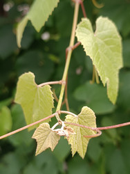 Листья винограда (Vitis vinifera) на лозе — характерные лопастные или сердцевидные листья с зубчатыми краями на тонких стеблях и усах, некоторые листья светло-зеленые или желтоватые, макросъемка виноградной лозы - Mihail_direct