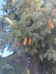 Ветви голубой ели (Picea pungens) с множеством коричневых шишек — вид снизу вверх на серебристо-голубую хвою на фоне голубого неба, макросъемка декоративного хвойного дерева - Mihail_direct