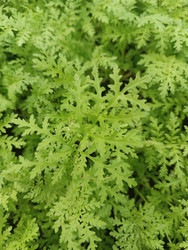 Фацелия (Phacelia tanacetifolia) — медоносное растение с тонко рассеченными перистыми листьями, ярко-зеленая ажурная листва, вид сверху, макросъемка текстуры - Mihail_direct
