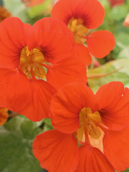 Настурция большая (Tropaeolum majus) — ярко-красные цветы с желто-оранжевым зевом и характерными прожилками на лепестках, макросъемка садового декоративного растения - Mihail_direct
