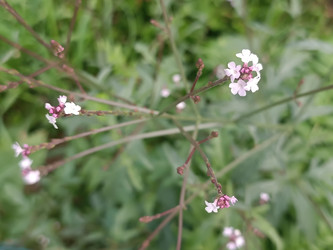 Вербена (Verbena) с мелкими бело-розовыми цветками на тонких разветвленных стеблях — рыхлые метельчатые соцветия дикорастущего или садового растения, макросъемка - Mihail_direct
