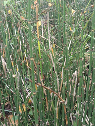 Хвощ зимующий (Equisetum hyemale) — вечнозеленое споровое растение с характерными неветвящимися членистыми стеблями и темными узлами, декоративное и лекарственное растение - Mihail_direct