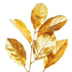 Golden branch showing five painted leaves on white background - yliv