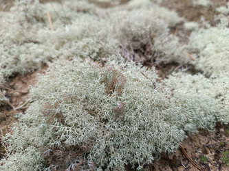 Ягель (олений мох, Cladonia rangiferina) — кустистый лишайник с серовато-белой ажурной текстурой на лесной подстилке, макросъемка - Mihail_direct