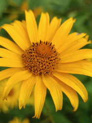 Желтый цветок (рудбекия Rudbeckia или гелиопсис Heliopsis) — ярко-желтые язычковые лепестки и коричневая центральная трубчатая часть (диск), макросъемка садового растения семейства Астровые (сложноцветные) - Mihail_direct