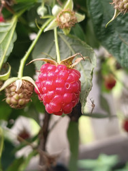 Спелая малина (Rubus idaeus) — ярко-красная ягода с характерной структурой из множества костянок, рядом незрелые зеленые ягоды и засохшие цветоложа, макросъемка садовой ягоды - Mihail_direct