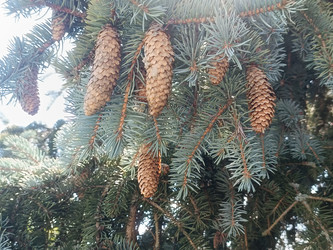 Ветви голубой ели (Picea pungens) с зрелыми коричневыми шишками — декоративное хвойное дерево, вид снизу вверх на фоне неба - Mihail_direct