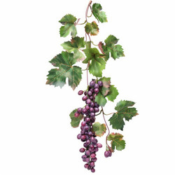 Bunch of ripe purple grapes hanging from a vine with lush green leaves, isolated on a white background - yliv