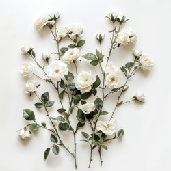 White roses branches lying on white background - yliv