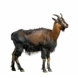 Himalayan tahr standing on white background - yliv