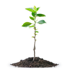 Young plant growing in fertile soil on white background - yliv