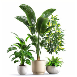 Potted plants creating a green oasis of tranquility - yliv