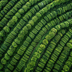 Tea plantation forming green geometric pattern from above - yliv