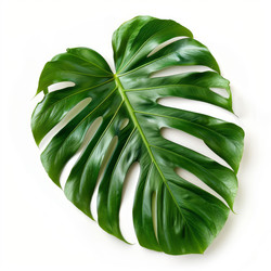 Vibrant green monstera leaf creating tropical vibes on white background - yliv