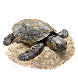 Baby sea turtle resting on sand isolated on white background - yliv