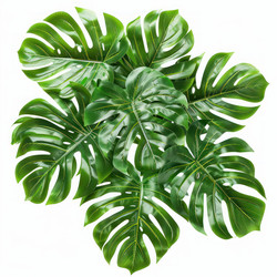 Vibrant green monstera leaves creating tropical atmosphere on white background - yliv
