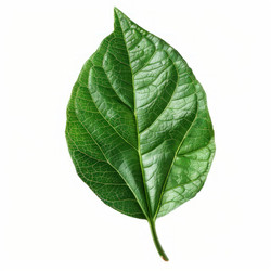 Green leaf showing detailed venation isolated on white background - yliv