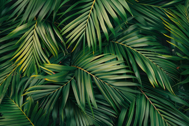 Tropical palm leaves creating lush green background texture - yliv