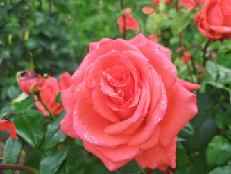 Розовая (коралловая) роза (Rosa) с каплями воды на лепестках — крупный махровый бутон на фоне зеленых листьев и других бутонов, макросъемка садовой розы после дождя - Mihail_direct