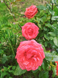 Три розовые (коралловые) розы (Rosa) с каплями воды на лепестках — вертикальная композиция из трех махровых бутонов на фоне зеленых листьев, макросъемка садовых роз после дождя - Mihail_direct