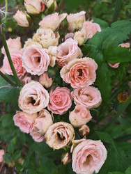 Нежно-розовые спрей-розы (Rosa) — множество мелких махровых бутонов кремово-розового оттенка на одном кусте, вид сверху, на фоне зеленых листьев, макросъемка садовых роз - Mihail_direct