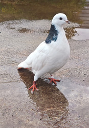 Белый голубь с темным воротником (Columba livia) — одомашненная или декоративная форма сизого голубя, стоящая на мокрой поверхности с отражением, крупный план - Mihail_direct